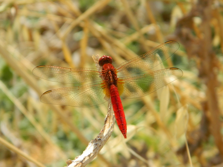 Richiesta id libellula dalla Sicilia 3